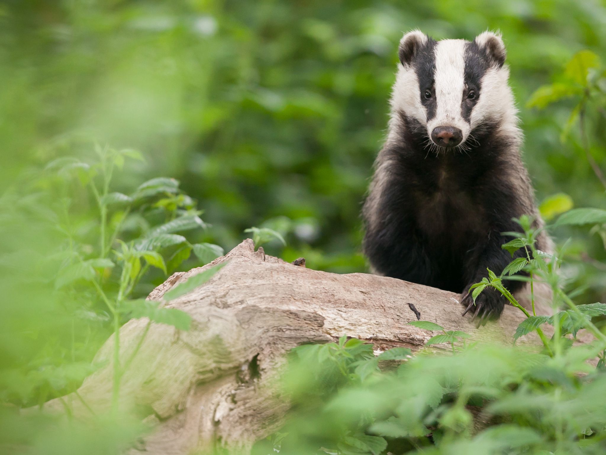 Meet the European Badger