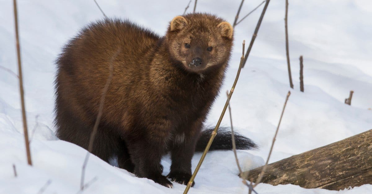 FAQ: What’s a Fisher?