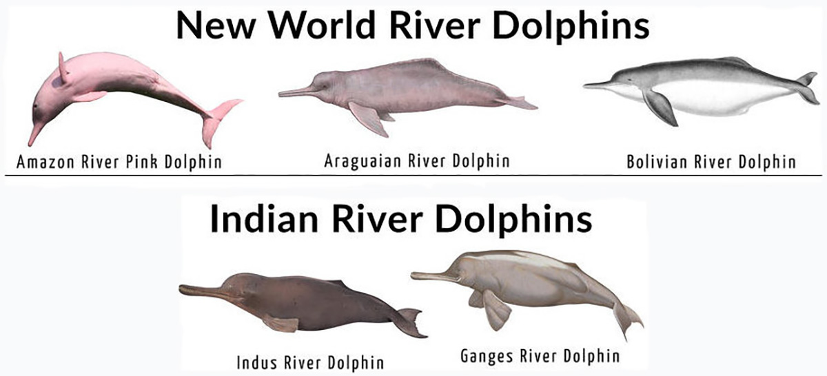 Freshwater River Dolphins