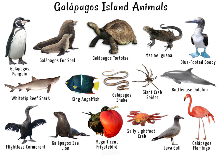 Welcome to the Enchanted Isles: A Glimpse into Galapagos Wildlife
