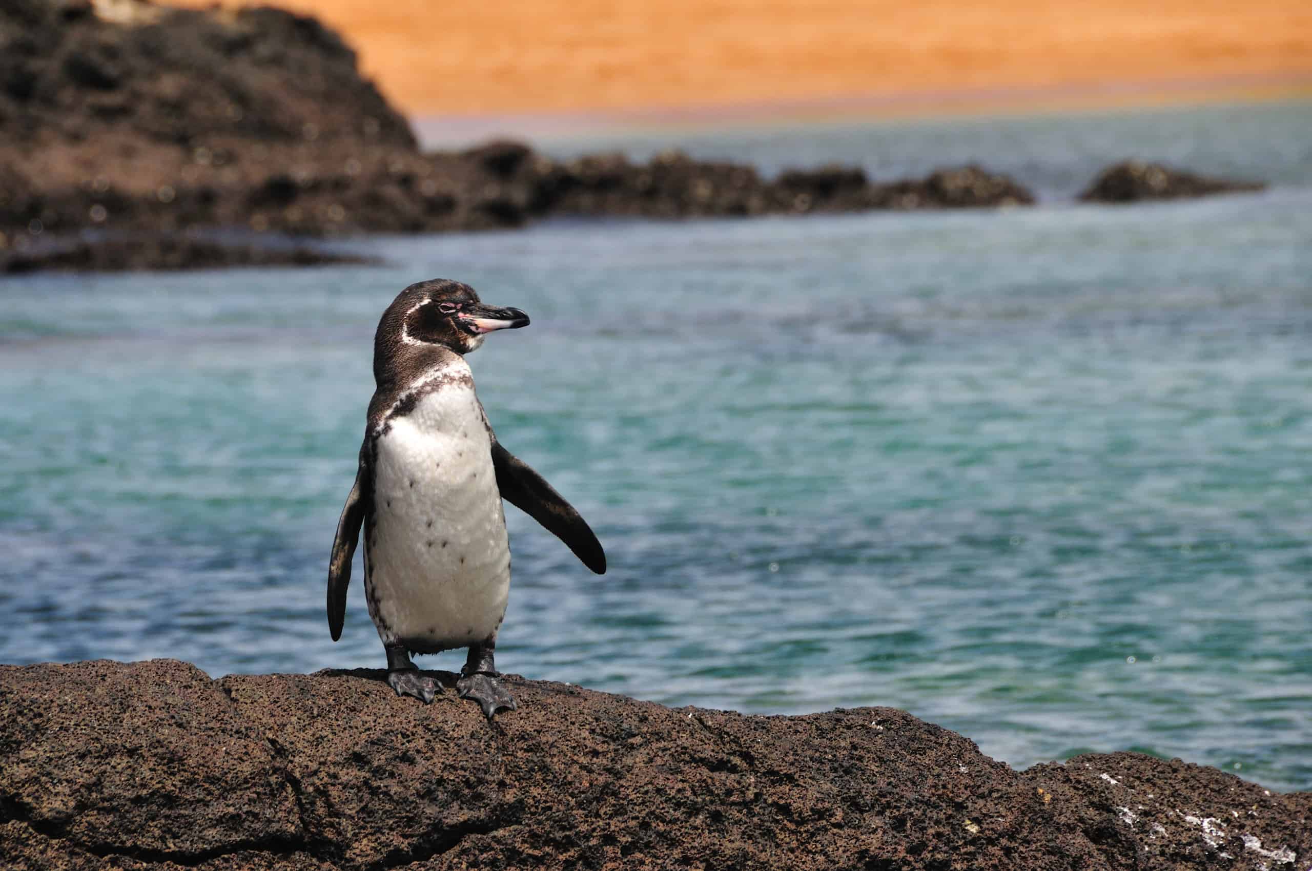 Meet the Galapagos Penguin: The Only Tropical Penguin