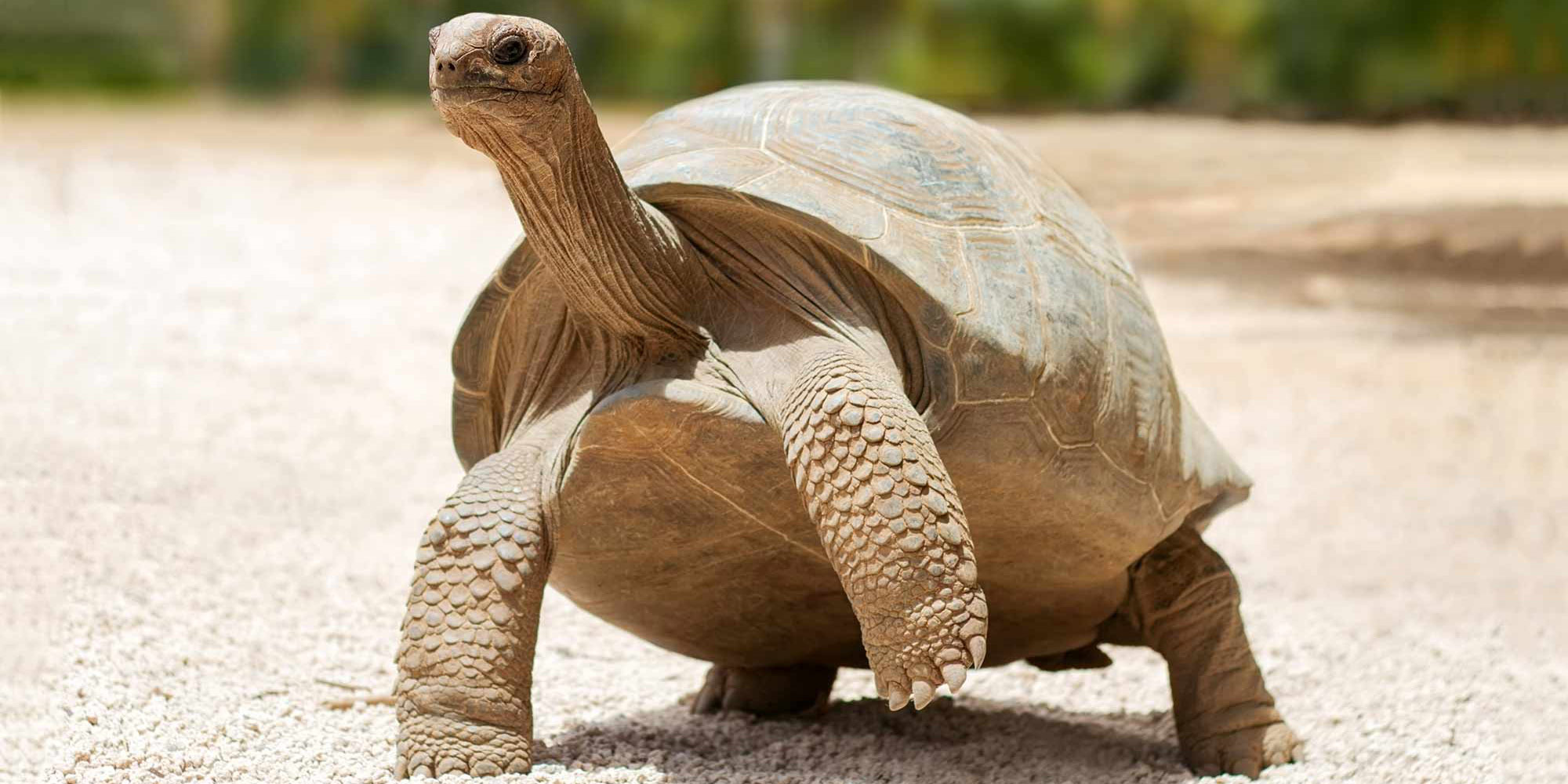 Meet the Galapagos Tortoise: The Iconic Living Giants of the Enchanted Isles
