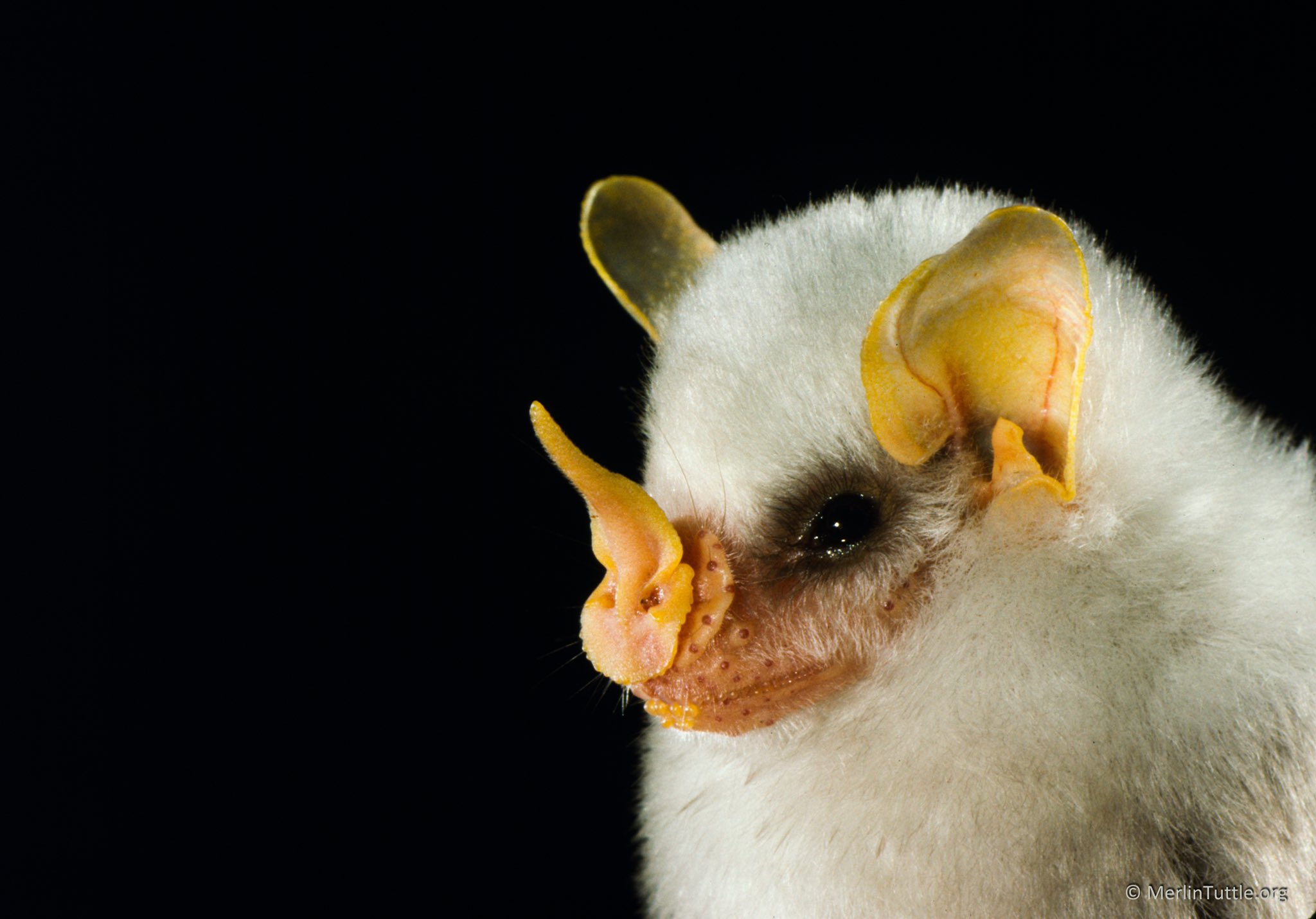 Meet the Honduran White Bat