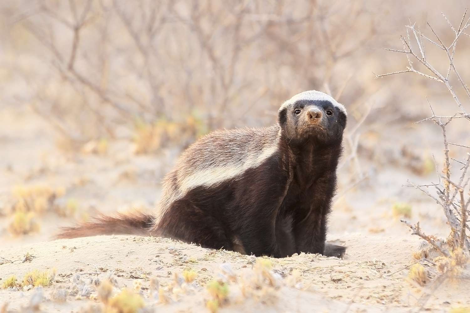 Meet the Honey Badger