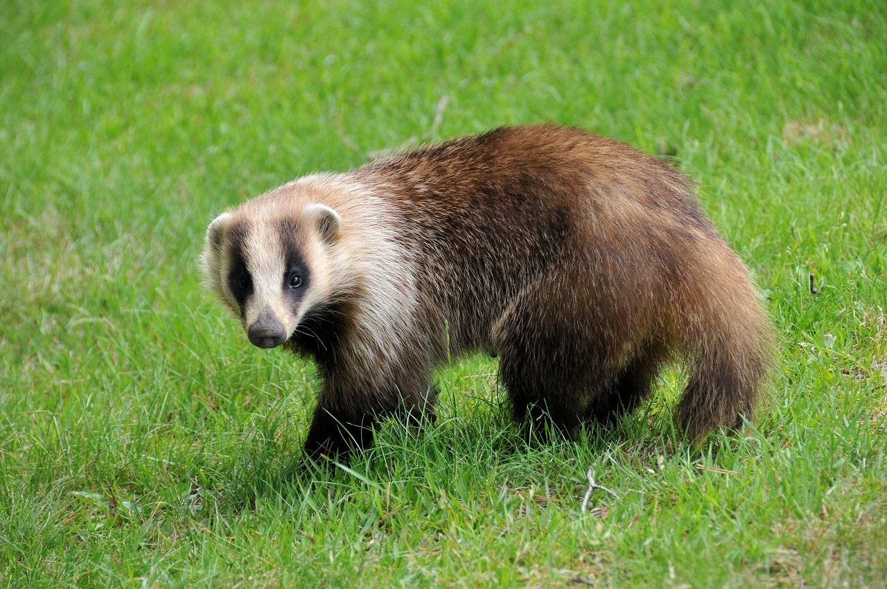 Meet the Japanese Badger