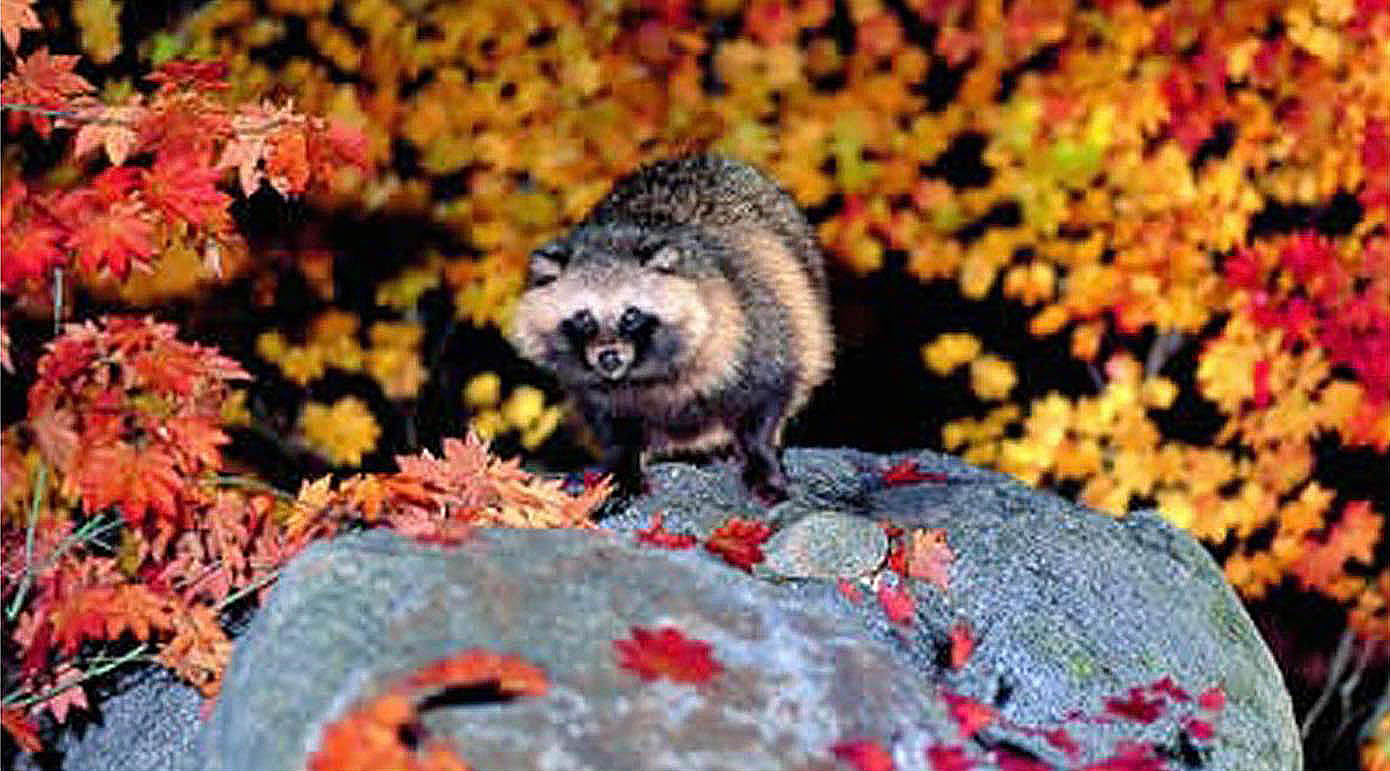What Is a Tanuki? Meet the Japanese Raccoon Dog