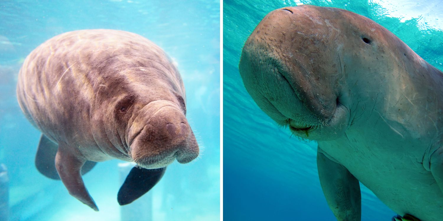 Manatees vs. Dugongs: What’s the Difference Between These Gentle Sea Cows?