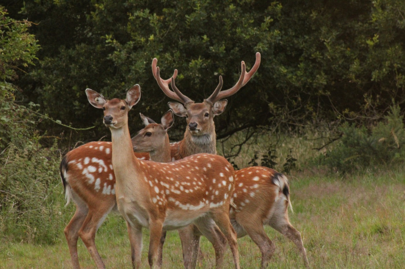 Meet the Sika Deer