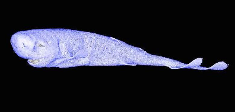 FAQ: What Is the American Pocket Shark (Mollisquama mississippiensis)?