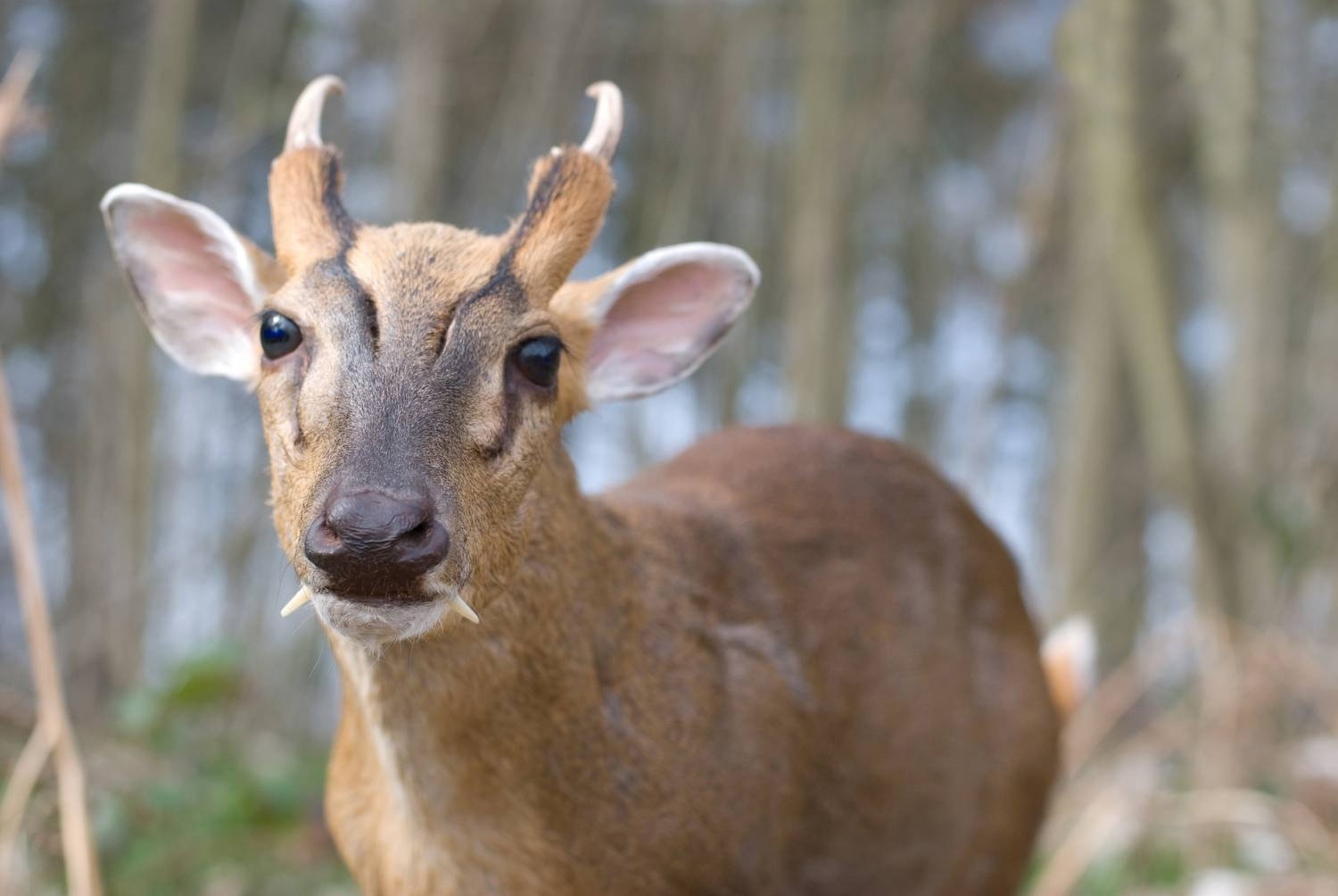 Meet the Muntjac Deer: The Tiny “Barking” Deer with Tusks