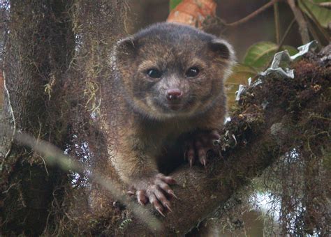 Meet the Olinguito: The Cloud Forest’s Tiny Mystery