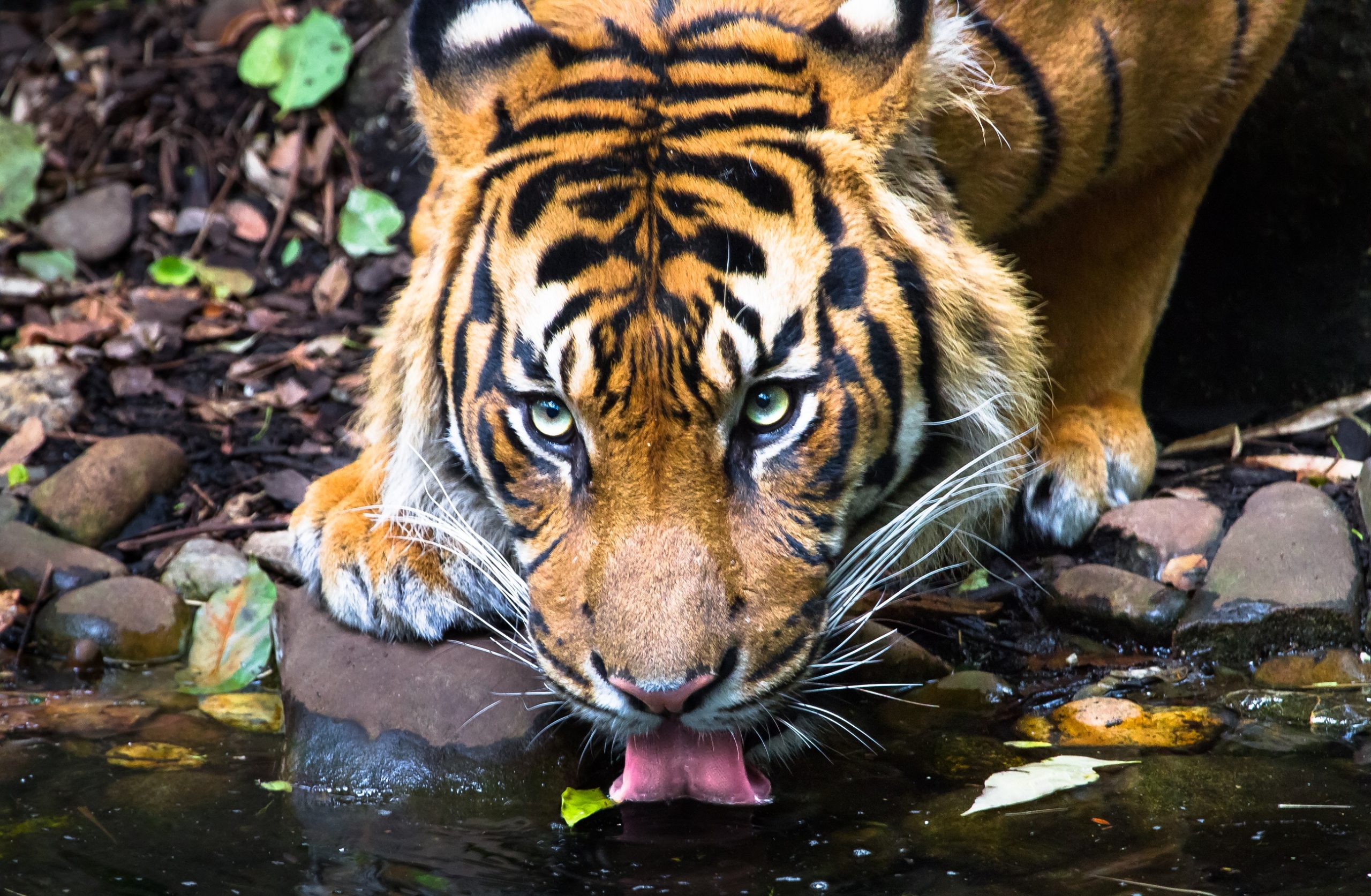 Meet the Tiger