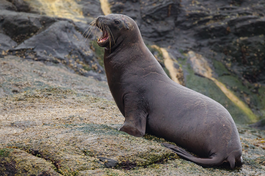 Meet the South American Sea Lion: Diving into the World of the Kings of the Southern Coasts