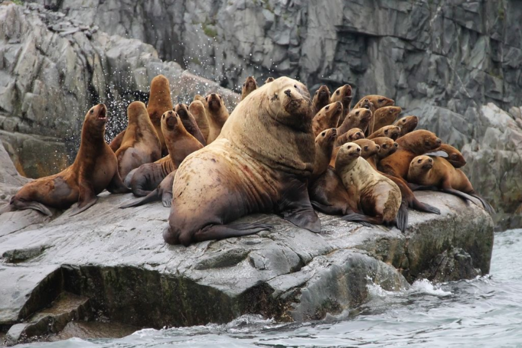 Stellar sea lion bull surrounded by California sea lions