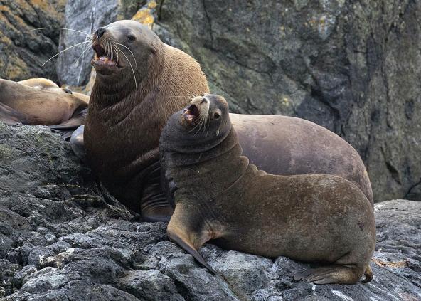 Stellar & California sea lion bulls side by side