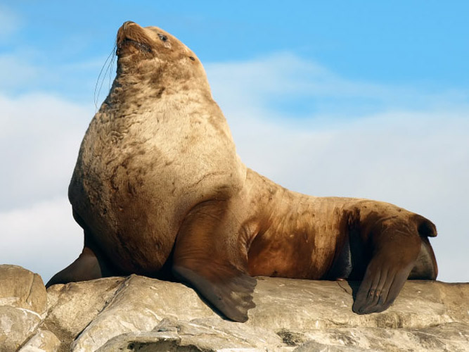 Meet the Steller Sea Lion: Giants of the North Pacific