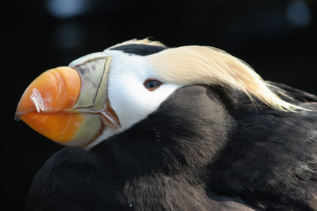 Tufted Puffin (Fratercula cirrhata) in the Oregon Coast Aquarium