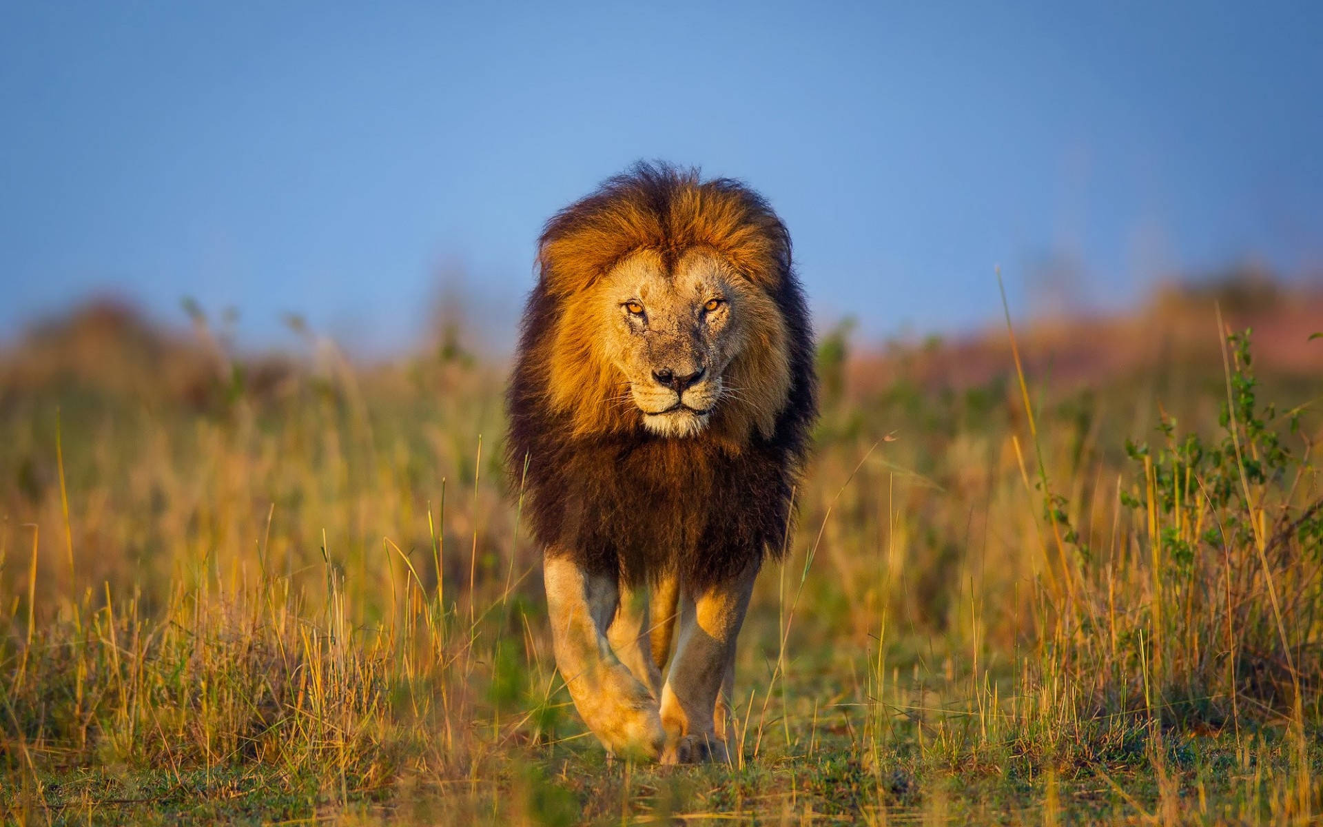 Exploring Lion Subspecies: Diversity Within the King of Beasts