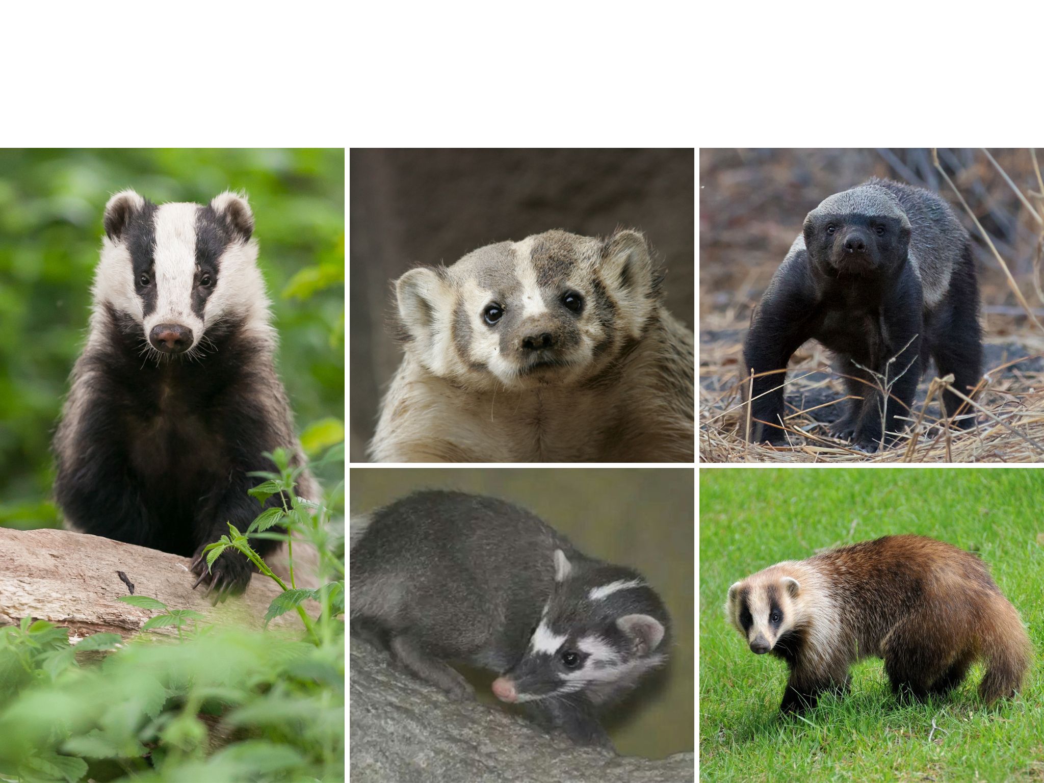 Meet the Badgers: A Look at the Different Types of These Tough and Tenacious Animals