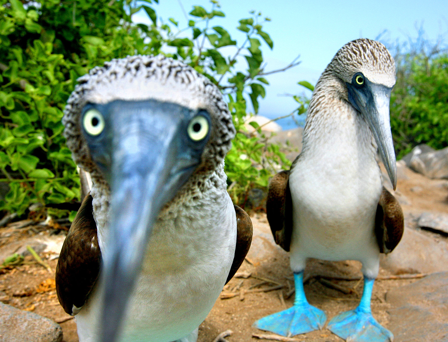 Meet the Blue-Footed Boobies: The Galapagos’ Goofy, Graceful Dancers