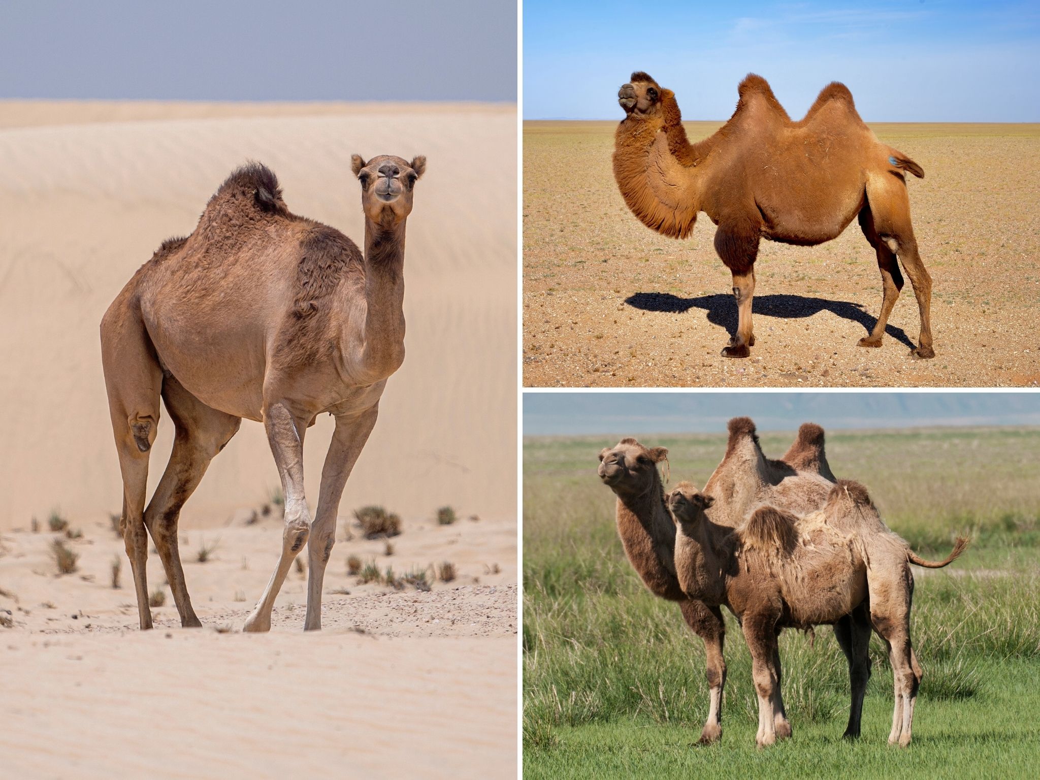 Meet the Camels: Exploring the Three Types of Camelids