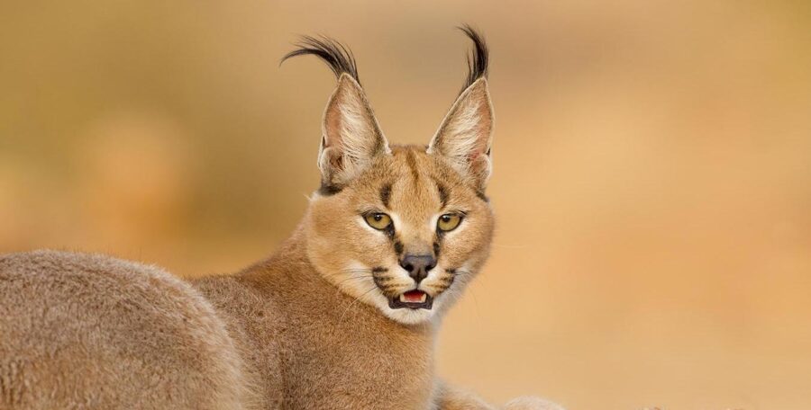 Meet the Caracal: Africa and Asia’s Acrobat of the Wild
