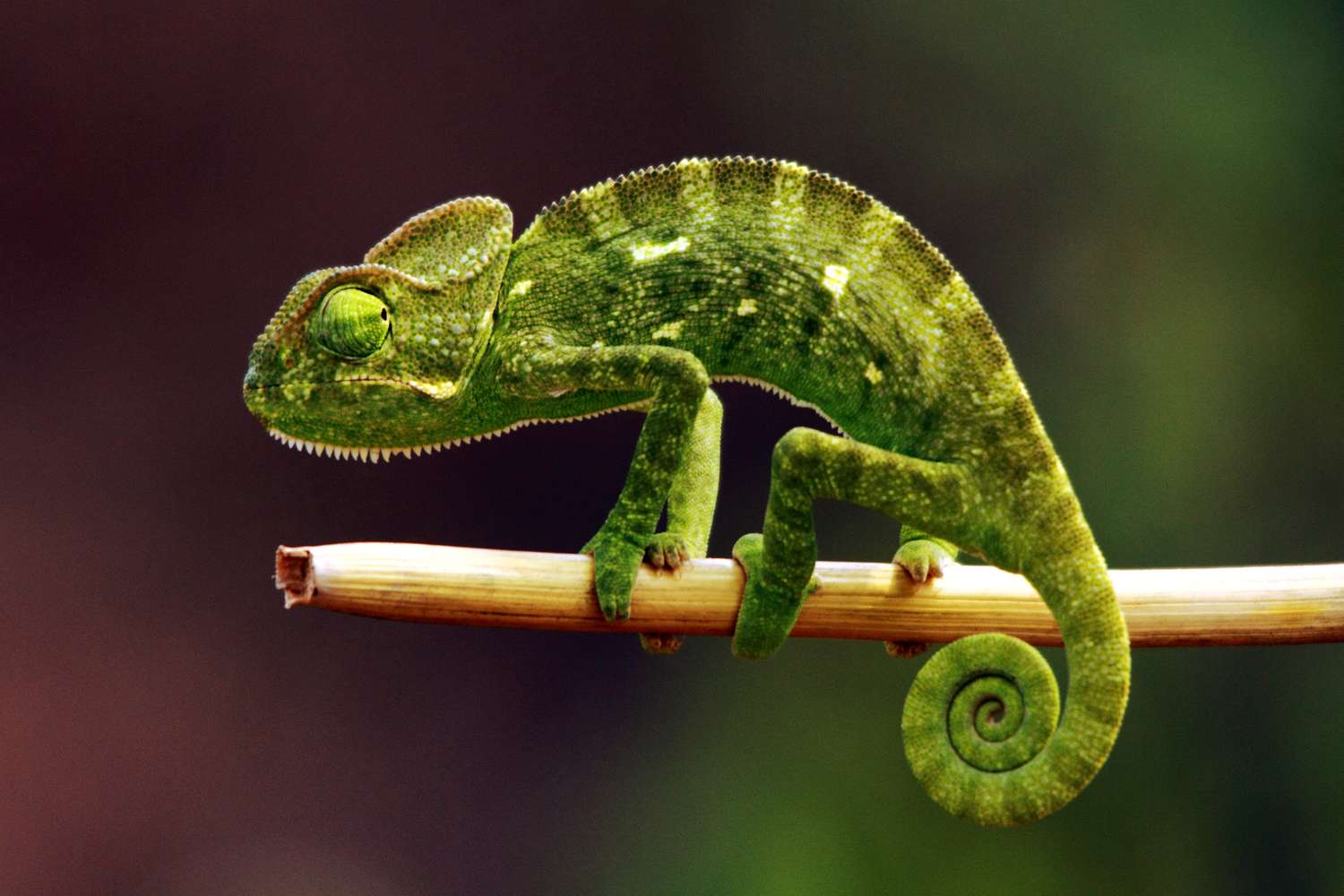 Chameleon Chronicles: Meet the Most Remarkable Types of Chameleons