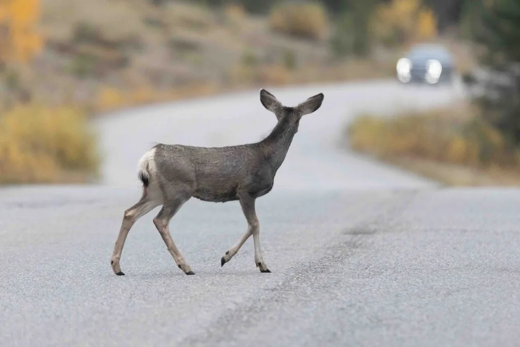 Bridging the Gap: Wildlife Overpasses and Connectivity Plans Keep Animals and Drivers Safe