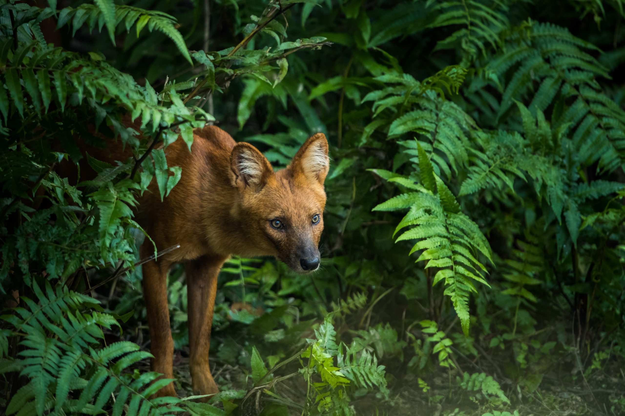 Meet the Dhole