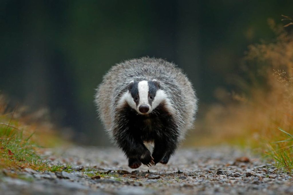 Meet the European Badger – AnimalPages