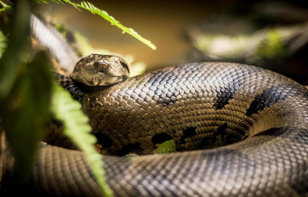 FAQ: What Does the Largest Snake in the World Look Like?