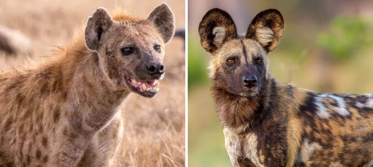 Hyenas vs. African Painted Dogs: Who’s Who in the African Savanna?