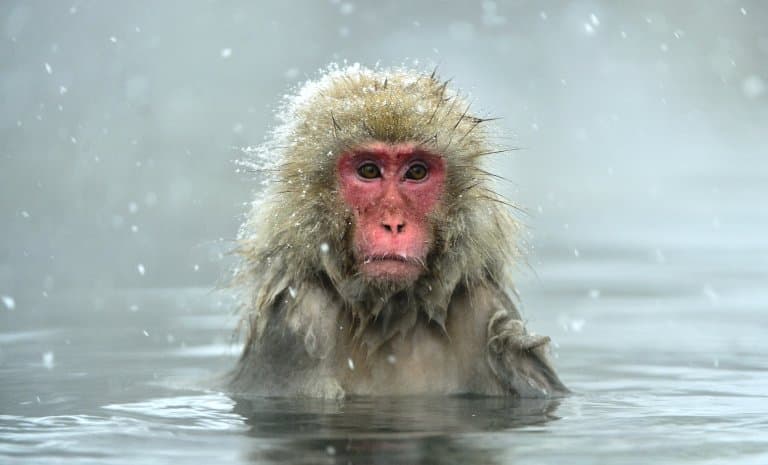 Meet the Snow Monkeys: Japan’s Famous Hot-Spring Bathing Primates