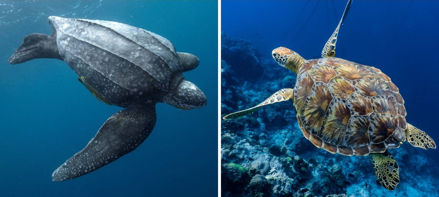 Leatherbacks vs. Green Sea Turtles: Giants of the Sea Compared