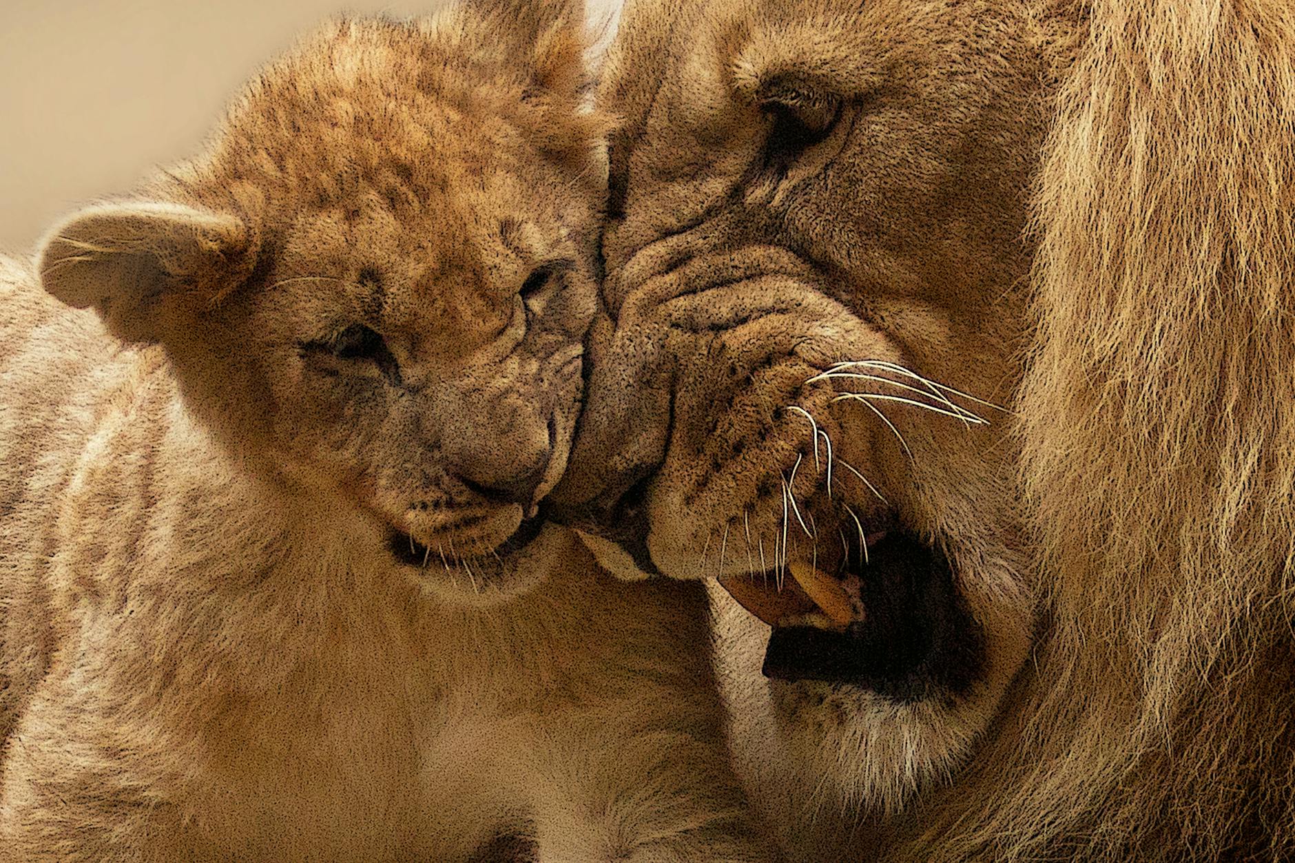 Lions & Drought—How Climate Stress Is Reshaping Pride Life