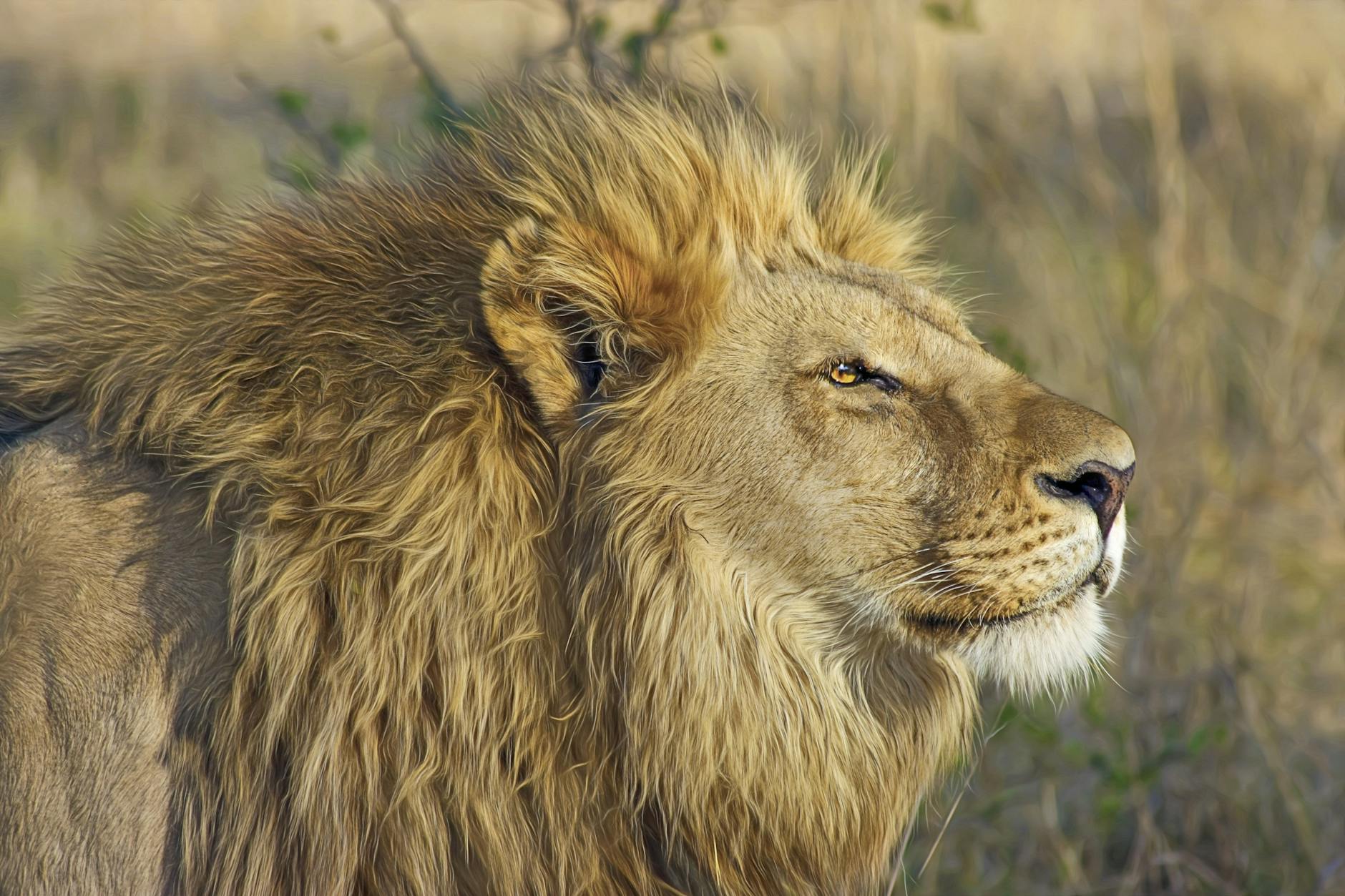 lion standing on brown bushes