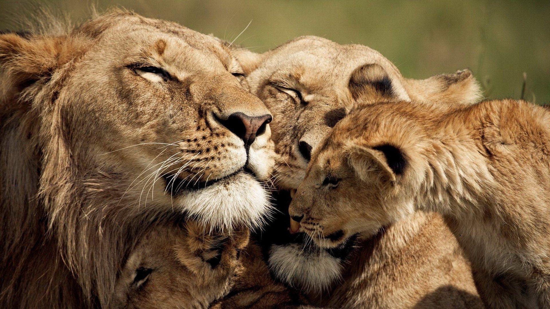 The Dynamics of Lion Prides: Social Structures of the Savanna’s Kings