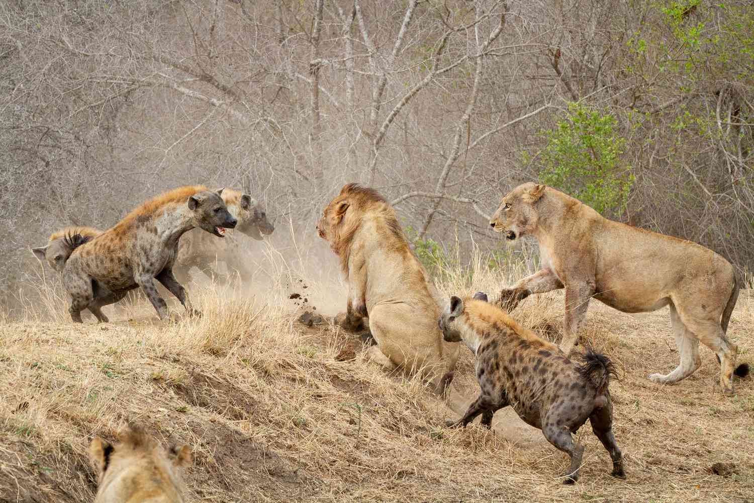 Lions vs. Hyenas: Rivalry, Power Plays, and Survival at the Kill Site