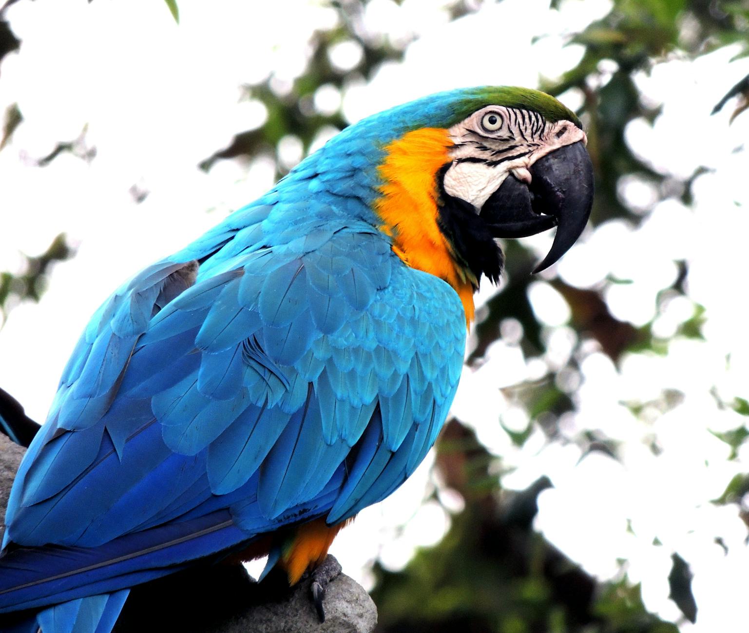 blue and orange parrot on branch