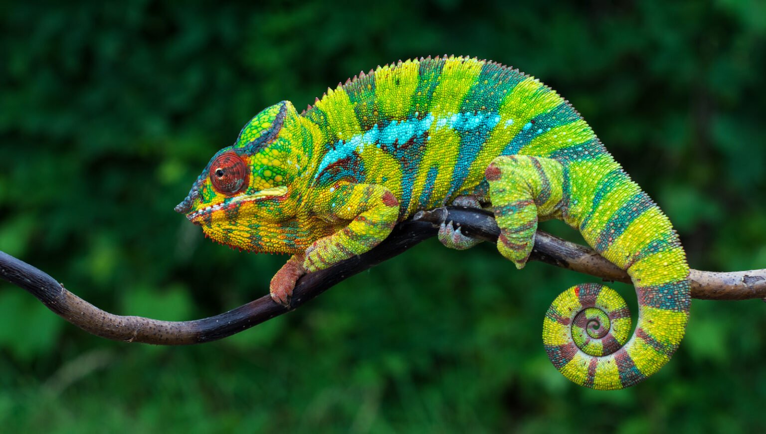 Meet the Chameleon: Master of Disguise