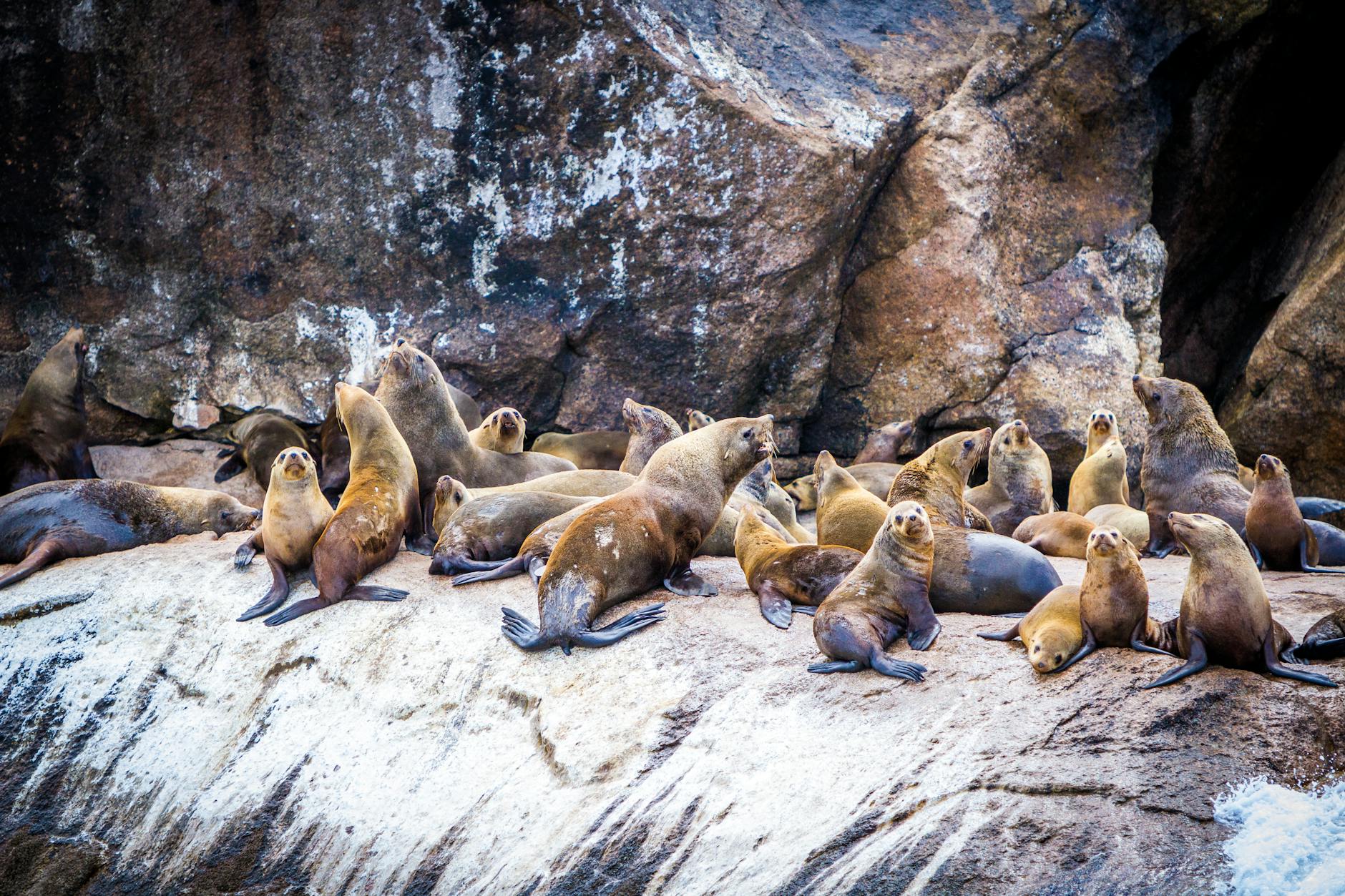 Sea Lions vs Seals: Unraveling the Mystery of Pinnipeds