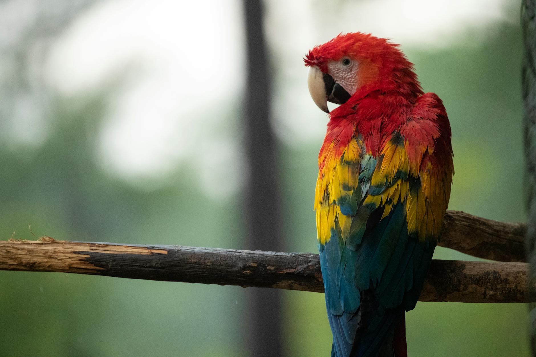 photo of red blue and yellow parrot on tree branch