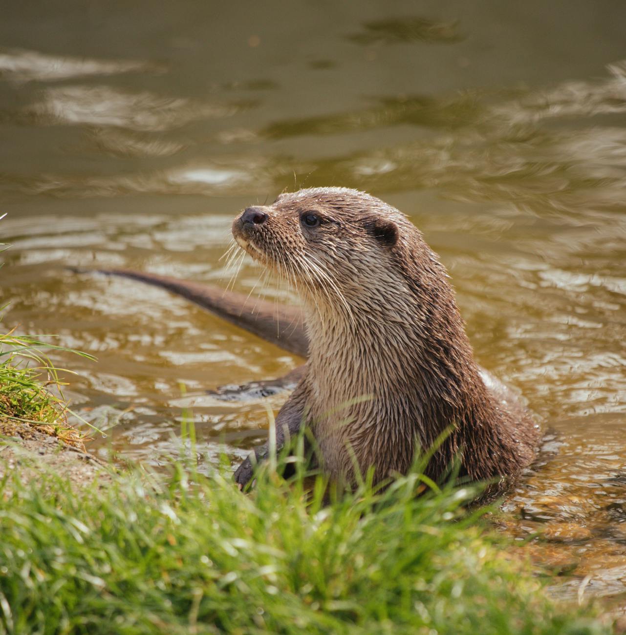 Meet the River Otter