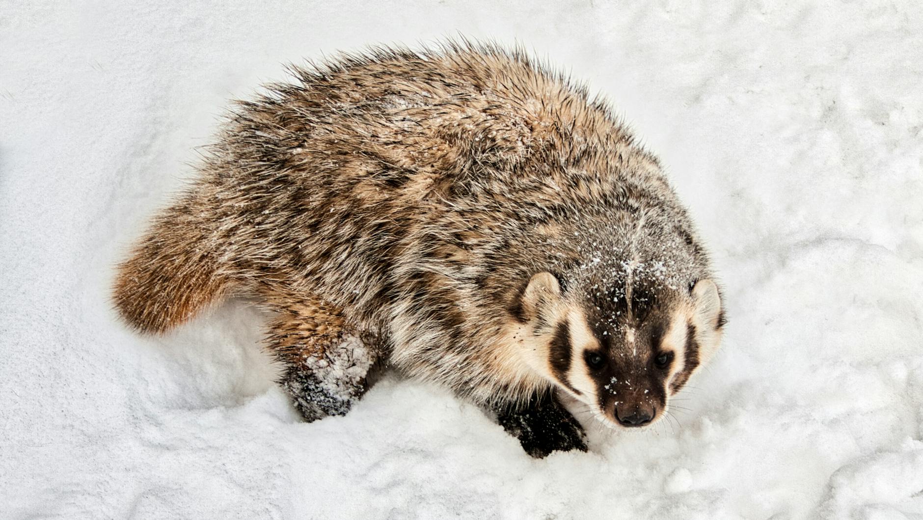 Meet the American Badger