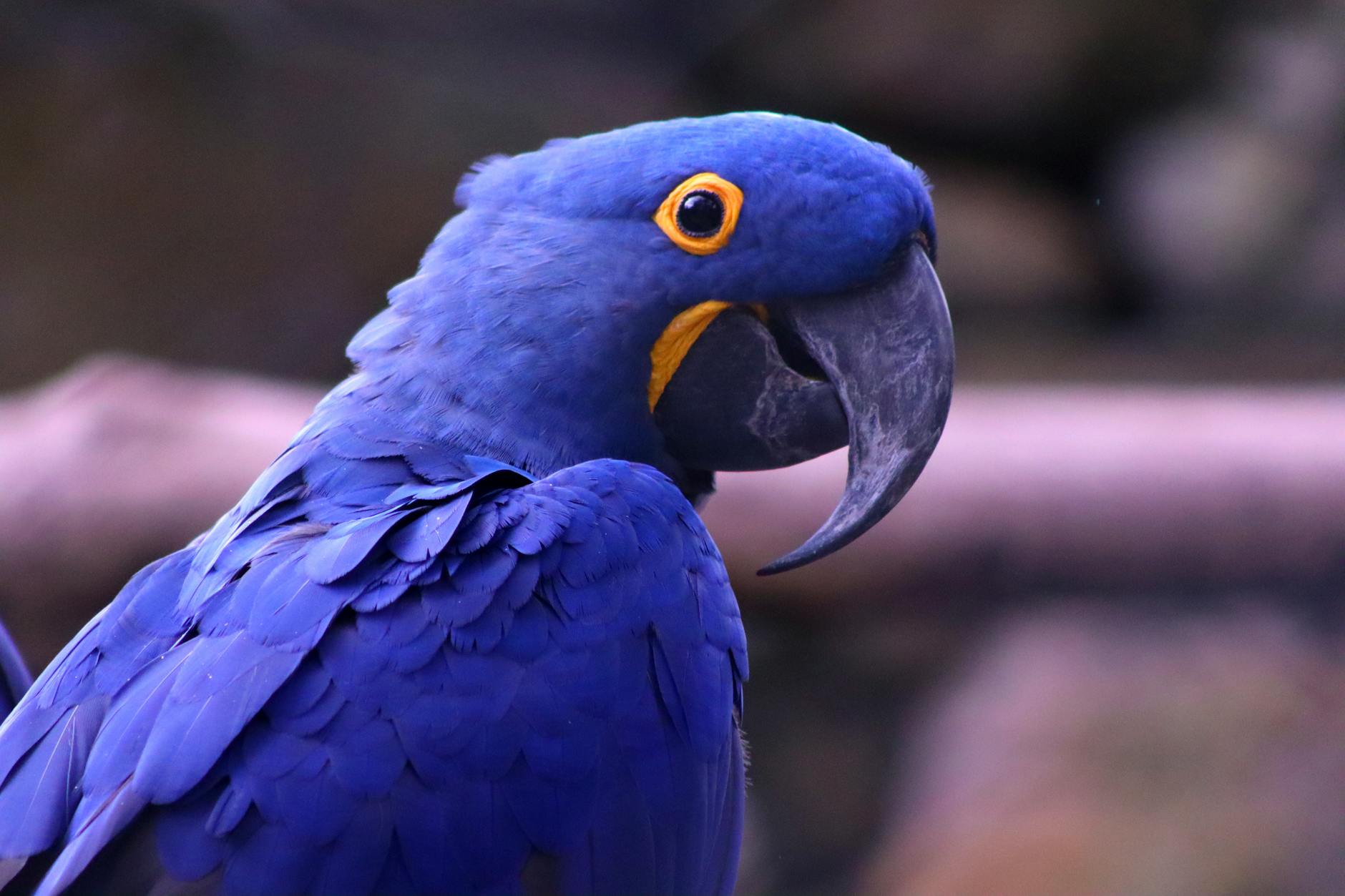 close up shot of hyacinth macaw