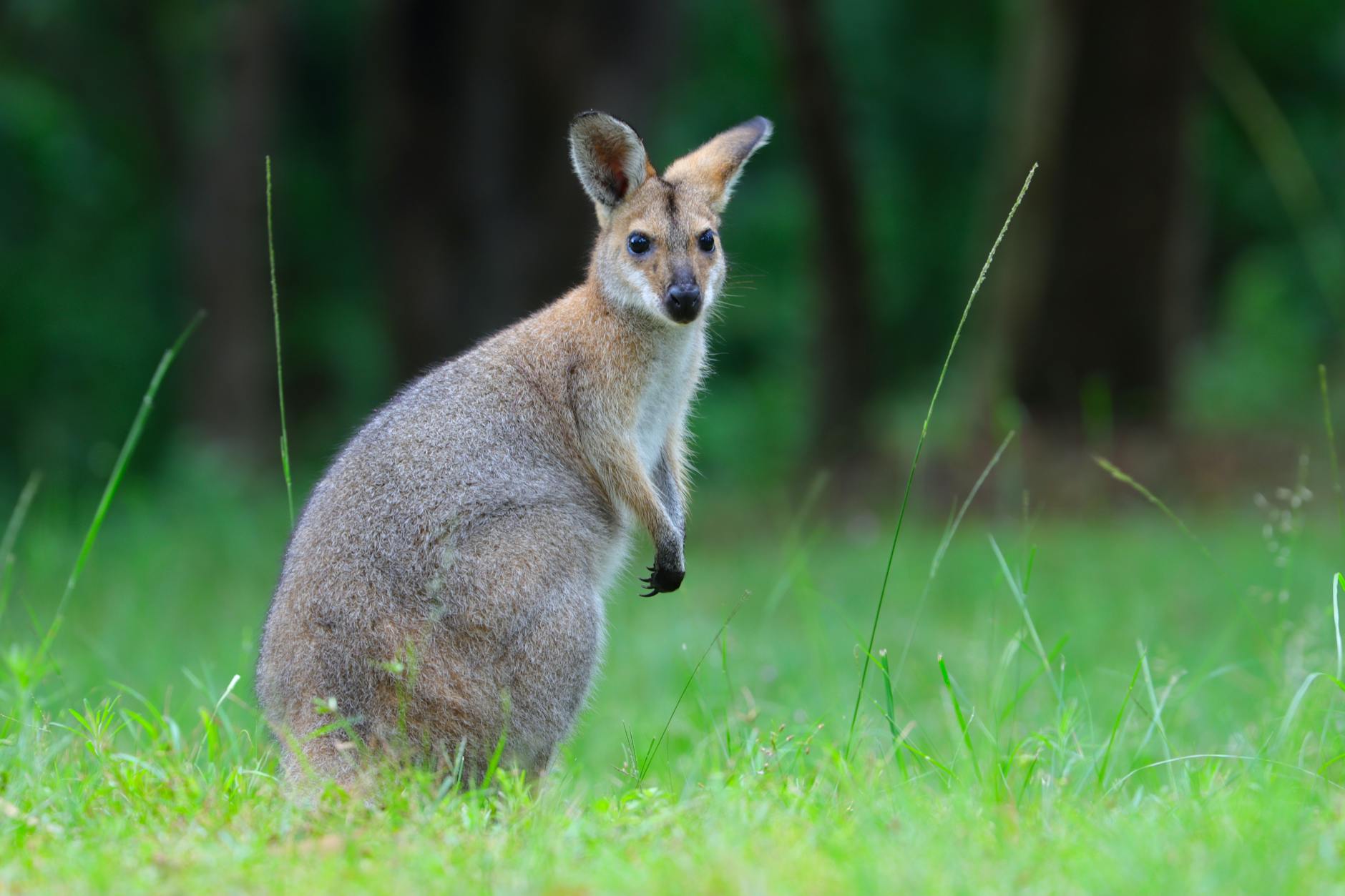 Meet the Wallaby: The Petite Cousins of Kangaroos