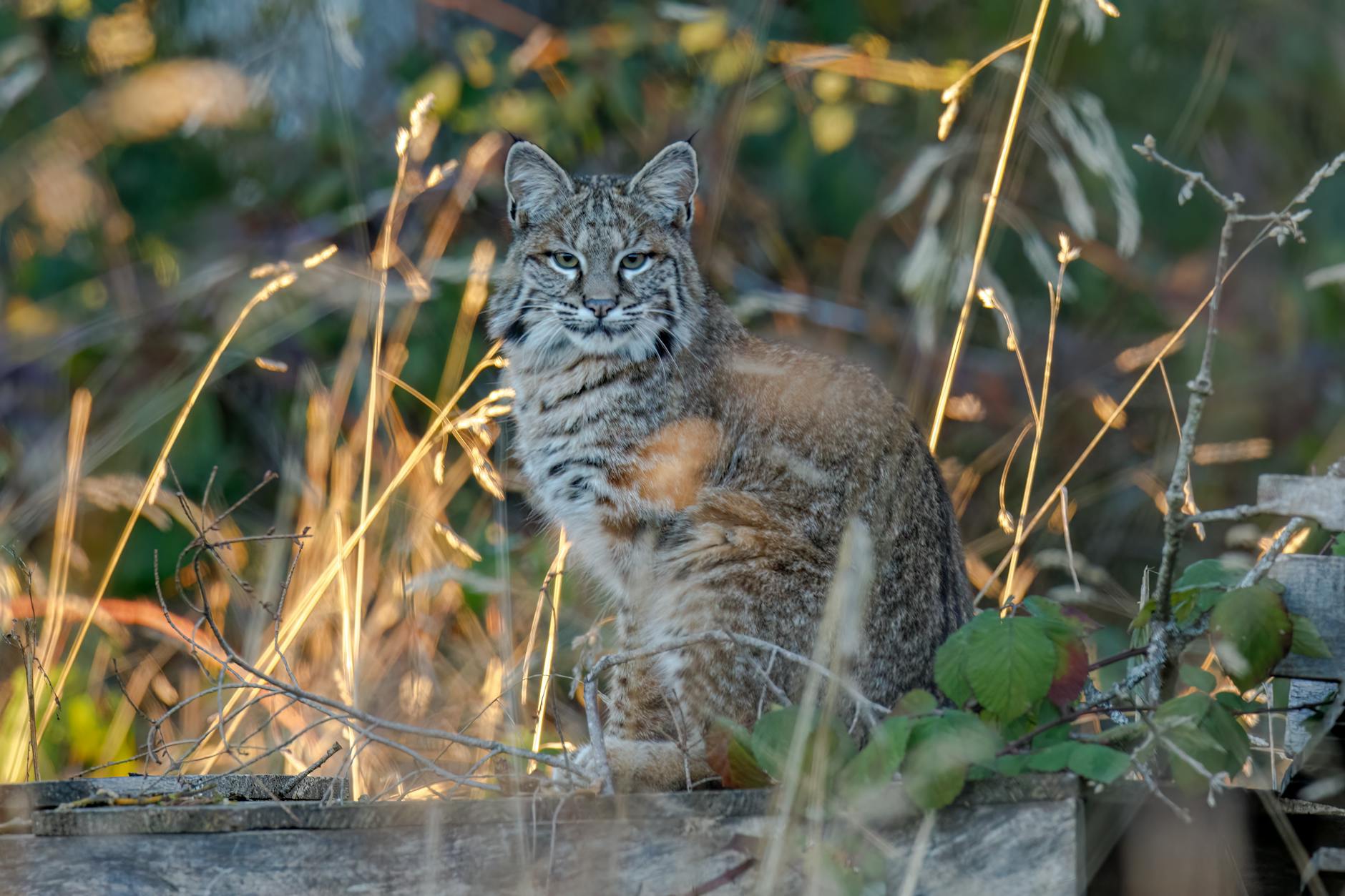 Meet the Bobcat: America’s Elusive Wildcat