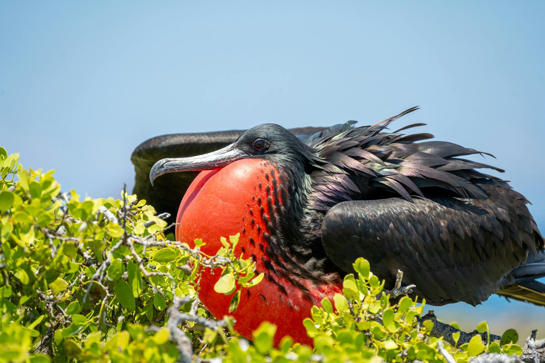 close up of a magnificent frigatebird