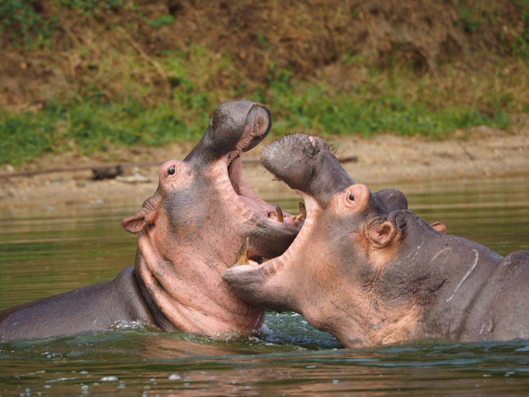 Meet the Hippopotamus: The River Giant with a Secret Wild Side
