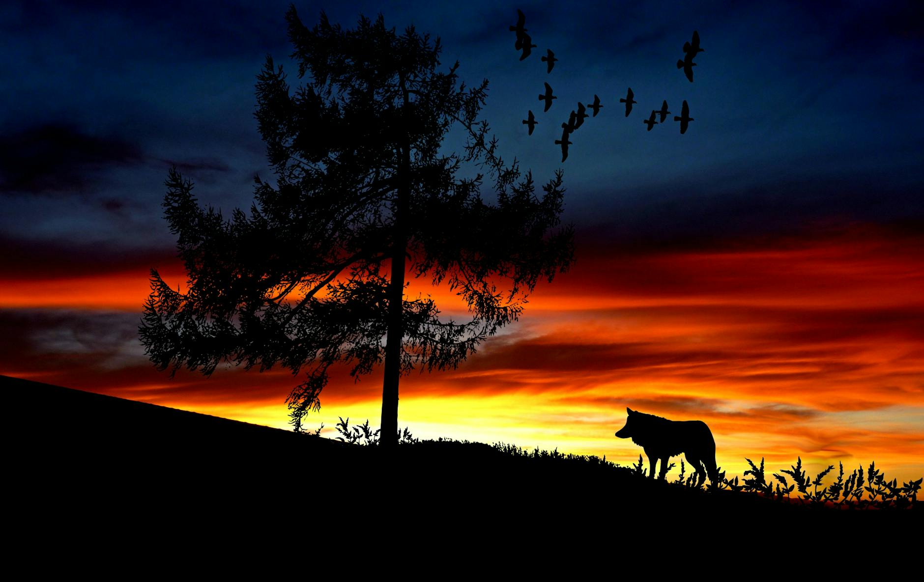 Biden Administration Moves to Restore Endangered Species Protections